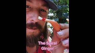 The Spiral Ginger