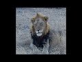 Northern Black Dam Male Lion Sighting | 17 July 2024