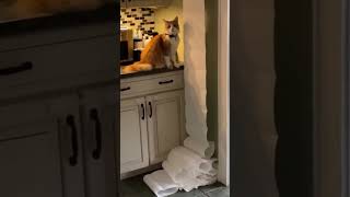 Funny Cat part-6 🐱‍🚀