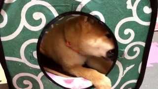 破壊活動を頑張る柴犬の子犬、どんぐり Puppy Shiba Inu Donguri that work hard to sabotage,