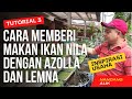 BUDIDAYA IKAN NILA : CARA MEMBERI MAKAN IKAN NILA DENGAN AZOLLA DAN LEMNA