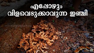 ഇഞ്ചി ആറുമാസം വരെ എങ്ങനെ മണ്ണില്‍ സൂക്ഷിക്കാം | Ginger Farming Tips | Traditional Preservation Tips