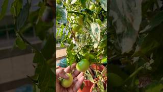 fresh ആയി പറിച്ചെടുക്കാം.. #garden #vegetablegarden #vegetablegardening  #plants #tomato #gardening