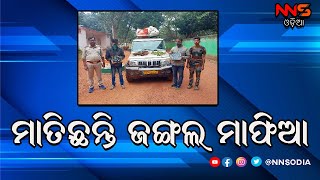 Looting of forest products from Kapilas Sanctuary||କପିଳାସ ଅଭୟାରଣ୍ୟରୁ ଜଙ୍ଗଲୀଜାତ ଦ୍ରବ୍ୟ ଲୁଟ୍‌ #NNSODIA