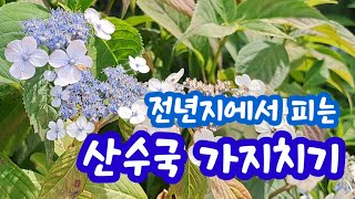 산수국 가지치기 시기 , 산수국키우기 관리방법 Pruning hydrangeas,