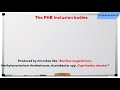 micro30 the inclusion bodies in bacteria the phb inclusion bodies bacterial cytology shorts