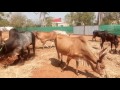 best kangayam cows benefits and use native cow. 2017 tn