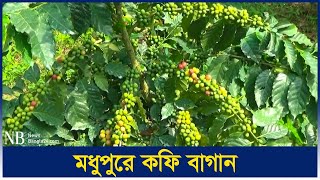 চা-কফি খাওয়ার নেশা থেকেই কফি বাগান | Coffee Plantations | Tangail