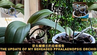 GS-15 砍头蝴蝶兰的后续报告 the update of my beheaded Phalaenopsis orchid