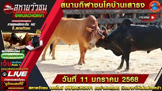 🔴[LIVE] ถ่ายทอดสดวัวชนวันนี้ #วัวชน #แลวัว สนามชนโคเสาธง วันที่ 11 มกราคม 2568