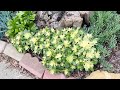 drought tolerant garden tour january 2023