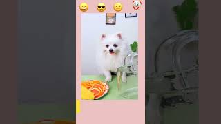 Funniest Animals 2023 | Funny Cat Videos |Funny Cats Reaction | Try Not to Laugh