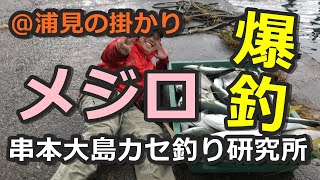 メジロ爆釣・須江沖（浦見湾）の掛かり釣り