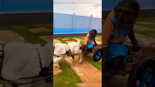 monkey and goat friendship A funny moment #viral #shorts