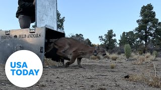 Watch: Healed mountain lion springs out of cage toward wilderness | USA TODAY