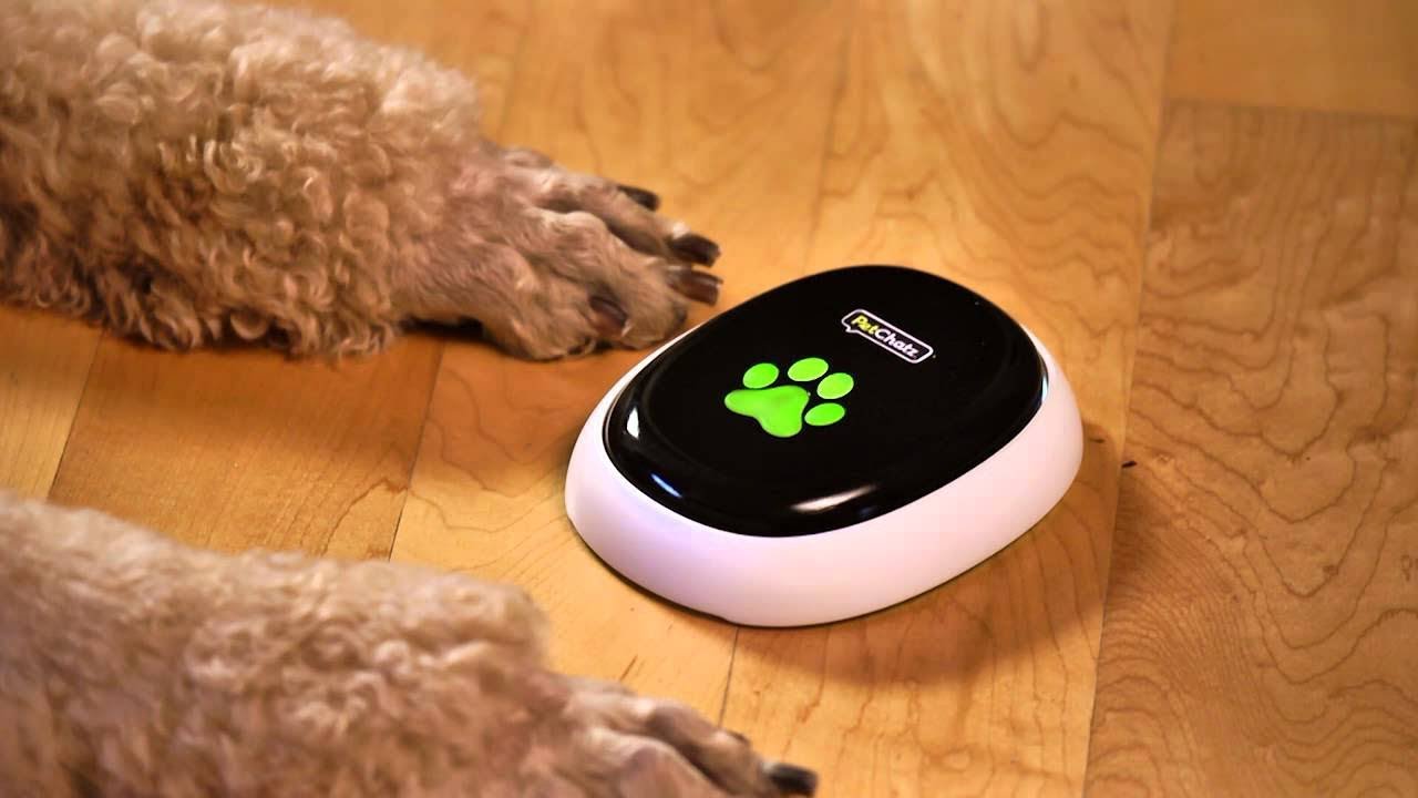 Top 5 Amazing & Usefull Pet Gadgets - YouTube