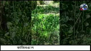 কাজিৰঙাৰ কাষৰীয়া গাঁৱত ঢেকীয়াপতিয়া বাঘ!!2011