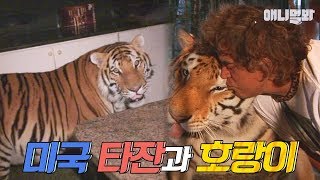 미국 타잔 집에서 문열고 주방가는 호랑이? 실화냐? | SBS 동물농장x애니멀봐