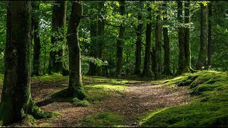 Relaxing Sounds of the Forest for Meditation and Sleep