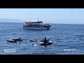 Best of Monterey Bay Whale Watch