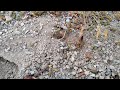 great golden digger wasp nest guarding behavior