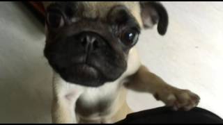 犬の嗅覚は人間の1億倍 Pug KUROMAME Puppy