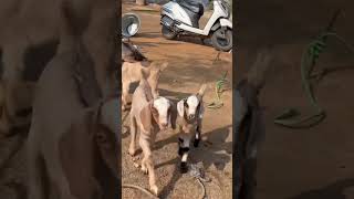 ஸ்லோ மோ வீடியோ 🦌🐐🐏