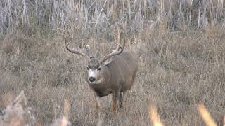 Mule Deer vs Whitetail