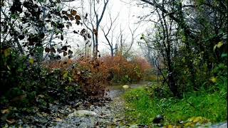 Beat Insomnia Within 5 Minutes with Heavy Rain and Imposing Thunder Sounds in Foggy Forest at Night