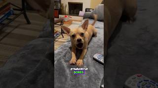 Dog Fussing for Being Inside! - RxCKSTxR Comedy Voiceover