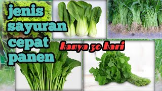 5 jenis sayuran yang cepat panen dan mudah di budidayakan#berkebunsayur #petanimilenial