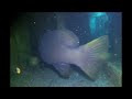 a massive grouper toilet on the left for scale