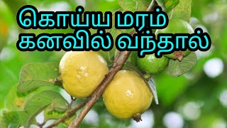 கொய்யா மரம் கனவில் வந்தால் என்ன பலன் | Guava tree dream in tamil | goiyamaram kanavil vanthal palan