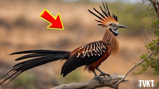 15 Strange and Unique Animals of the Amazon Rainforest | TVKT