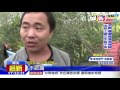 20161013中天新聞　毒河豚掉滿地　民眾不識哄搶好「警」張