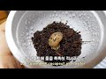 eng 🐌겨울잠 아니 여름잠 자는 달팽이 깨우기 waking up hibernating snail in summer