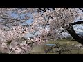 【高画質】五泉市村松公園、桜満開2024・新潟県五泉市（2024.4.13）