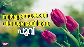 ഡച്ച് സാമ്രാജ്യത്തിന്റെ സാമ്പത്തിക തകർച്ചയ്ക്ക് കാരണമായ പൂവ് | Tulip mania