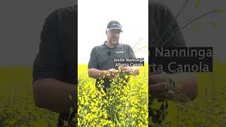 In very hot weather, eventual yield can be cut by as much as 20%. #cdnag #ontag #westcdnag #canola