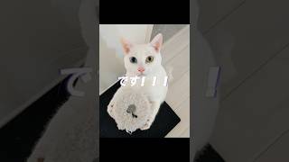 でぶねこオッドアイが細い頃 #cat #猫のいる暮らし #tiktok #でぶねこ #オッドアイ #オッドアイ猫 #白猫 #イケメン #保護猫 #tiktokvideo