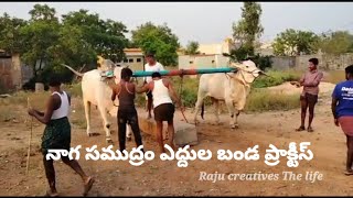 నాగసముద్రం ఎద్దుల బండ ప్రాక్టీస్ ongole bulls training