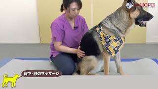 大型犬のマッサージ（Team HOPEふれあいエクササイズ）