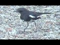 Oriental magpie-robin (Copsychus saularis) catch prey, Other Birds try to looting 2