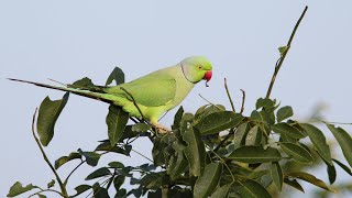 Birding Sri Lanka Part 2