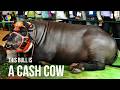 This Bull Worth Millions! | Weird, True and Freaky | Discovery Plus +