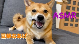 【ASMR】おやつを頬張る柴犬が可愛すぎる！