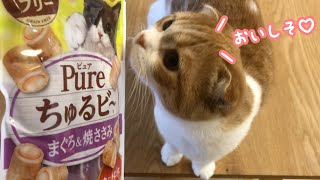 【おすすめ猫おやつ】ちゅるビーが美味しすぎて、猫が幸せを噛みしめる！