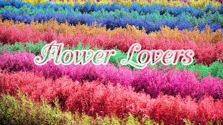 Flower Lovers ทุ่งดอกคัตเตอร์หลากสีสันแห่งเมืองเชียงใหม่