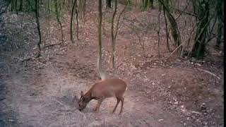 Moultrie Vadkamera videó-fotó  vaddisznó őz szarvas