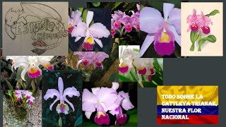 Mini documental: Todo sobre la cattleya trianae, nuestra flor nacional